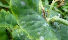 Făinarea mazării Făinarea mazării